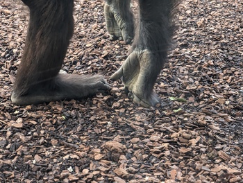 Detalle de pie y manos de uno de los gorilas del Bioparc